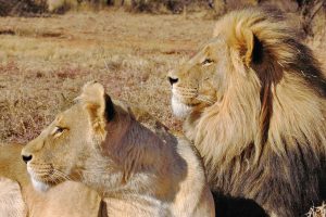 Free King of Satta App Download: Step-by-Step Guide for India (2027)