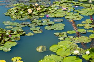 What is Lotus365 Review India Review 2027: Bonus, App, Withdrawal Tested